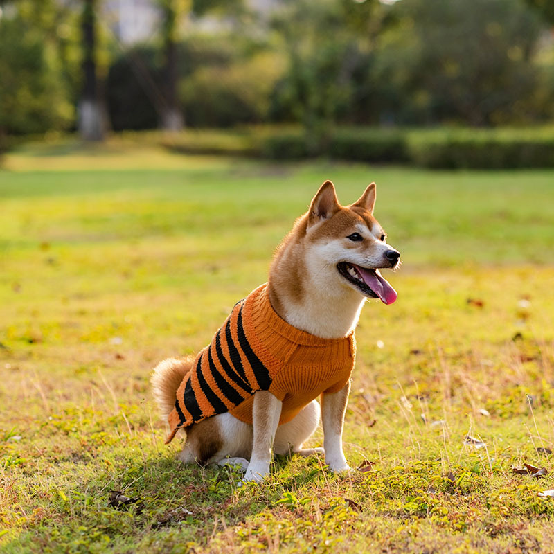 Halloween sweaters for clearance dogs